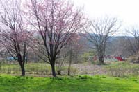 三鉄と桜