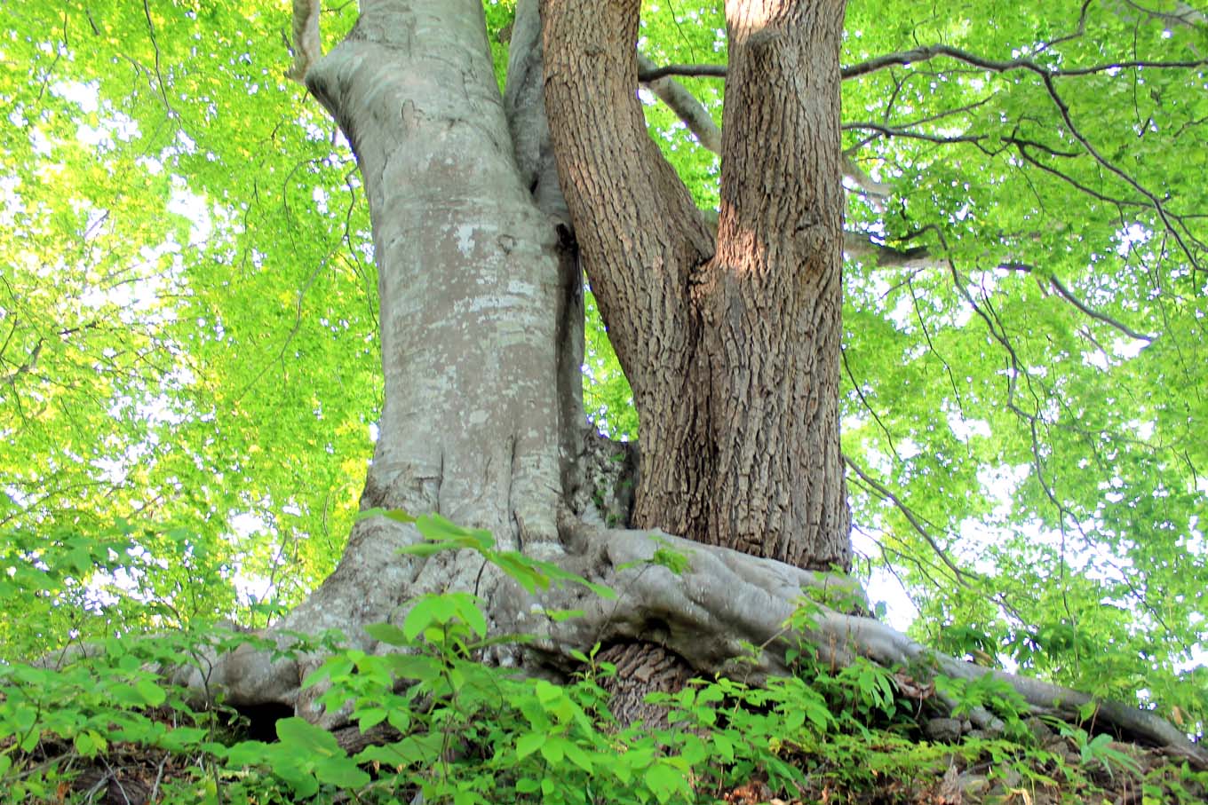 縁結びの樹（岩手県野田村）