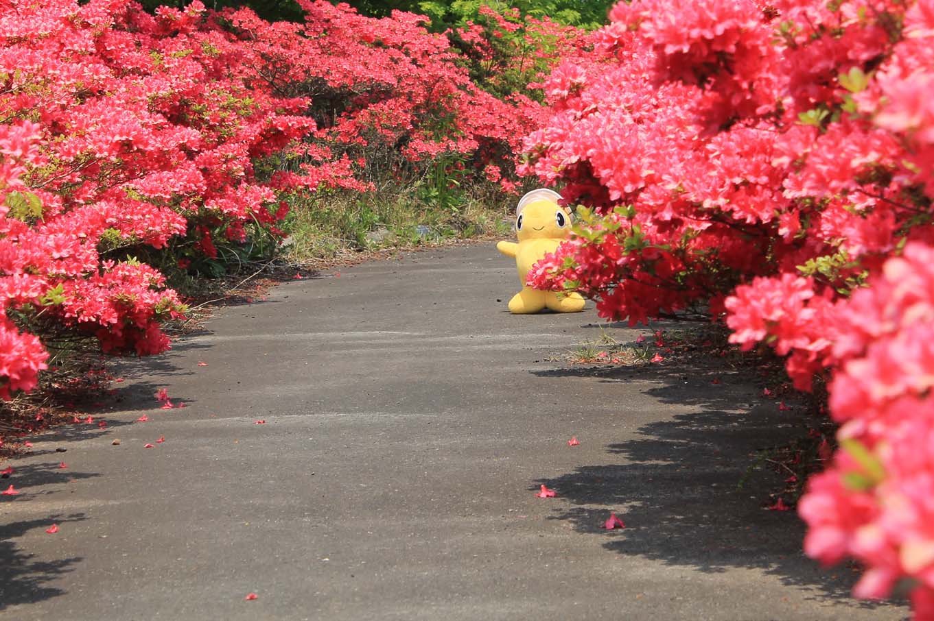 ５月のツツジ（岩手県野田村）