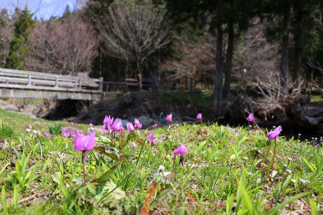 春の妖精（岩手県野田村）