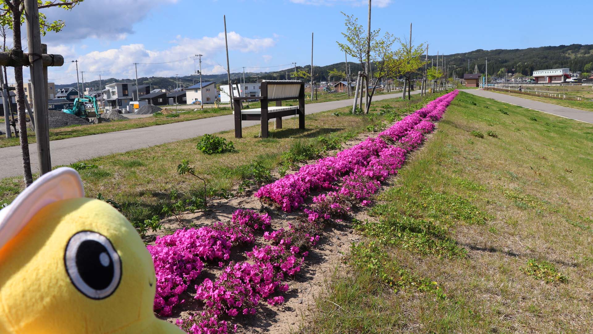 シバザクラいっぱいプロジェクト（岩手県野田村）