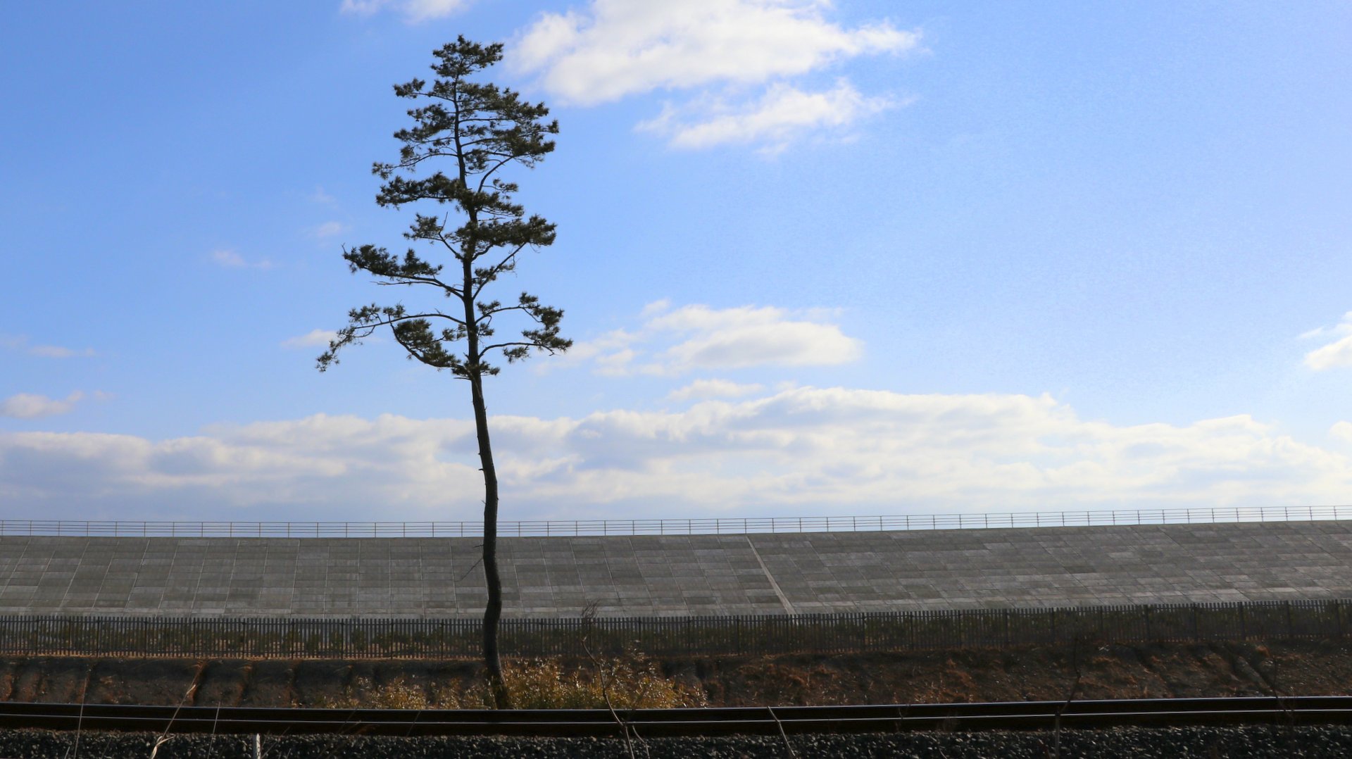 黒松の木（岩手県野田村）