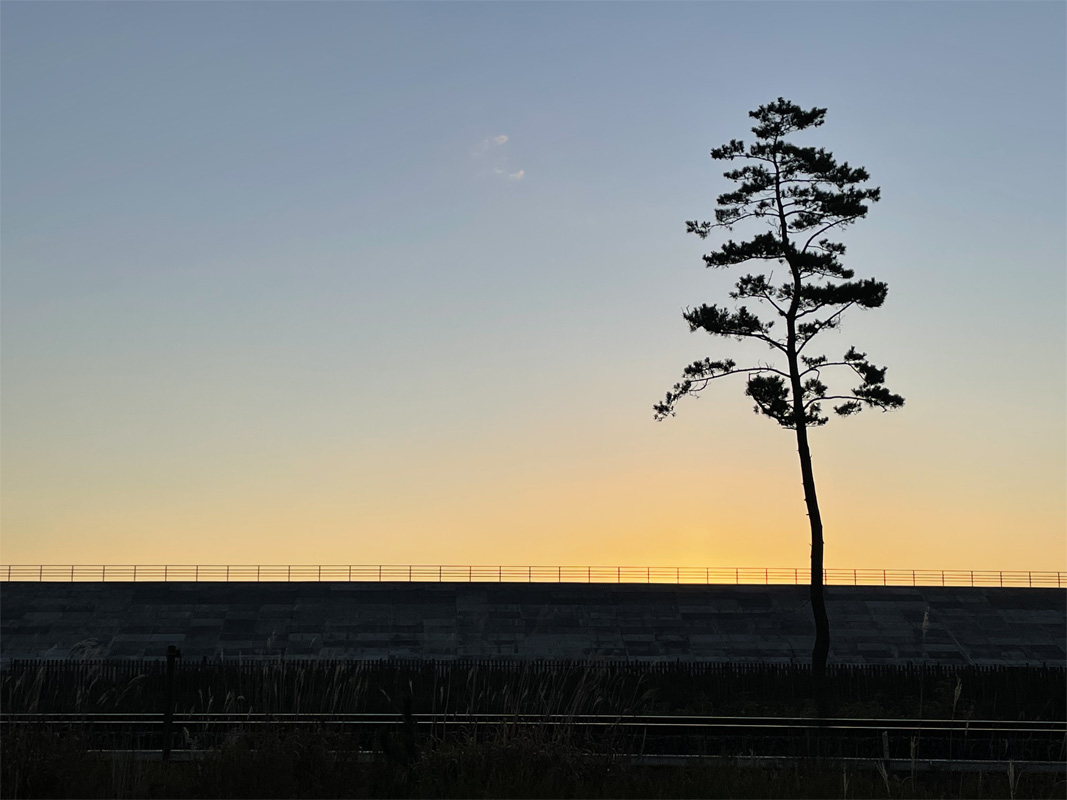 野田の一本松（岩手県野田村）