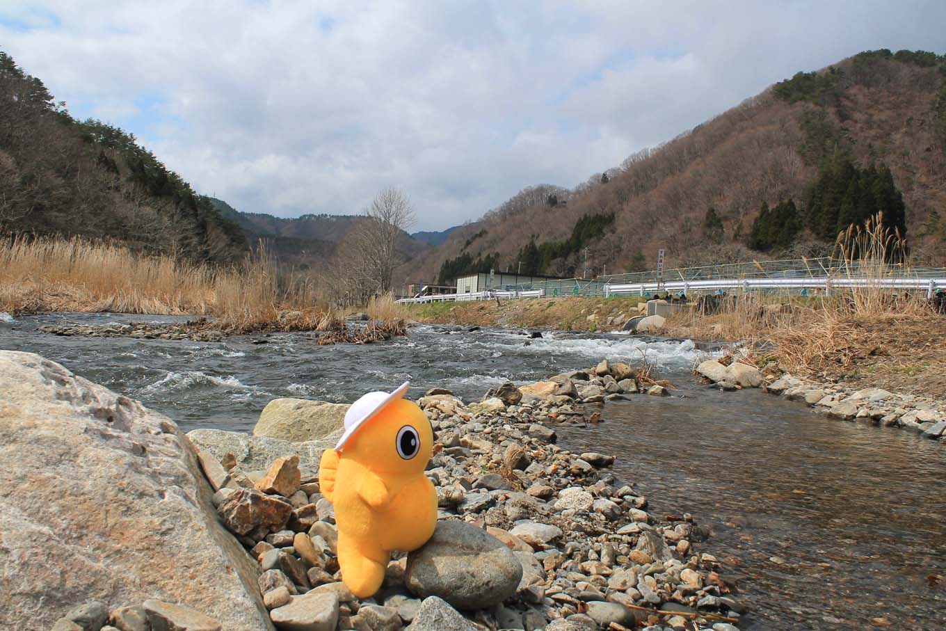 安家川　鮭の稚魚放流（岩手県野田村）