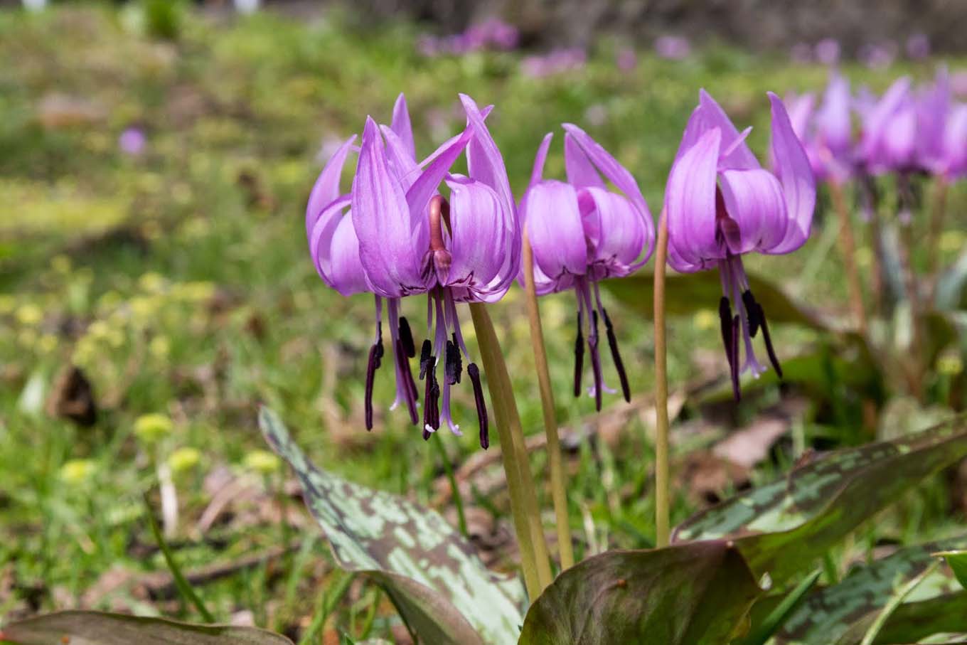 カタクリの花（岩手県野田村）