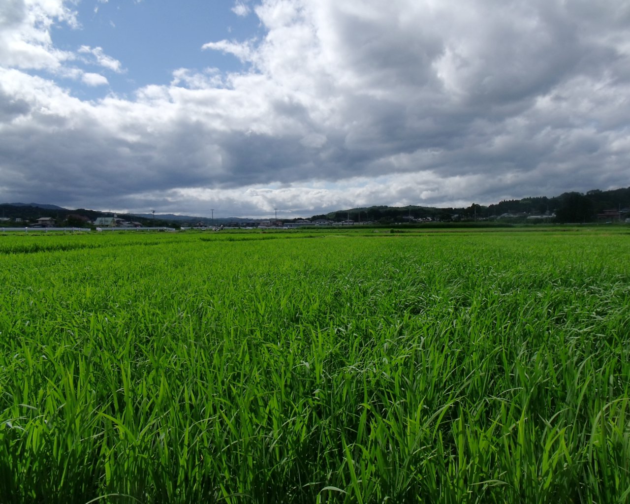 梅雨の合間（岩手県野田村）