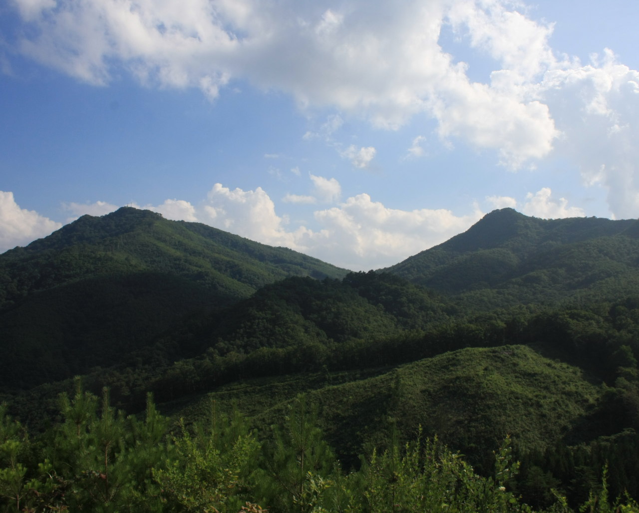 夏の和佐羅比山（岩手県野田村）