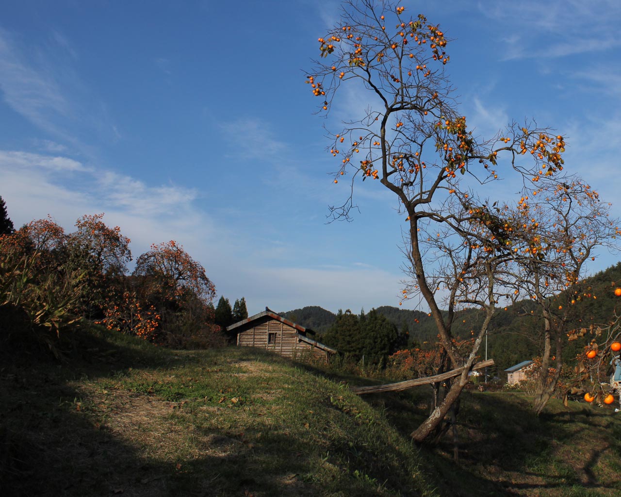 里山のオレンジ（岩手県野田村）