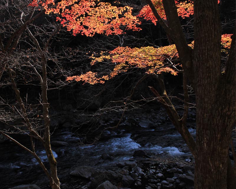 安家川の紅葉（岩手県野田村）