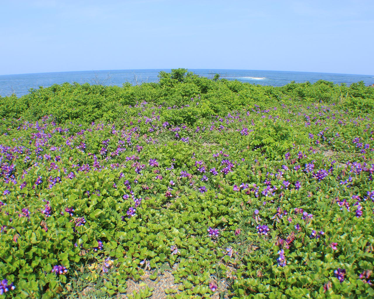 十府ケ浦海岸のハマエンドウ（岩手県野田村）