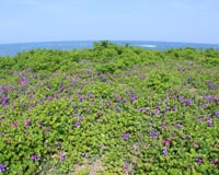 十府ケ浦海岸のハマエンドウ（野田村）