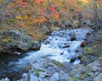 秋の安家渓谷（野田村）