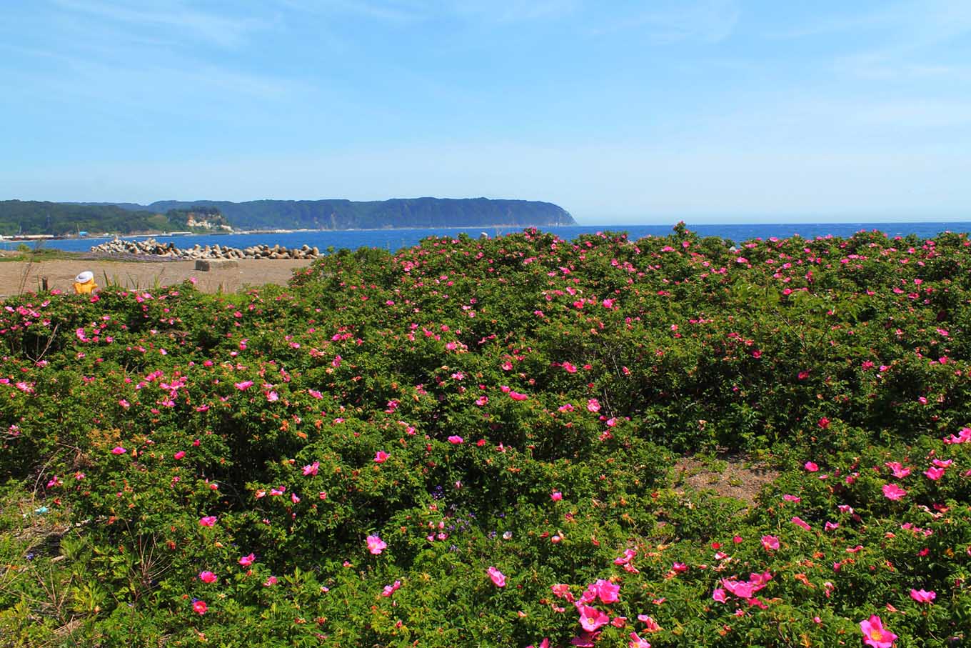 はまなすとのんちゃん（岩手県野田村）