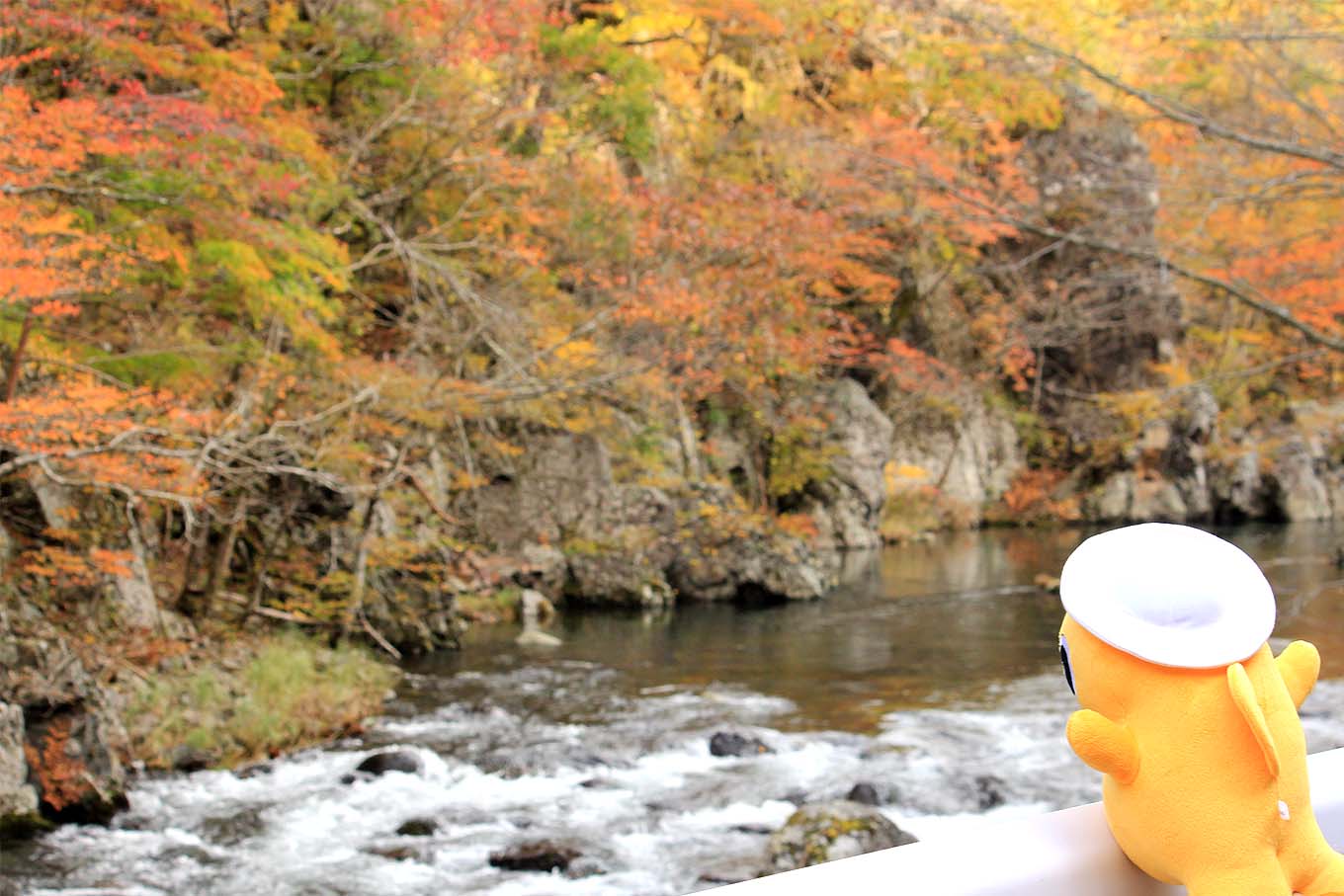 紅葉する安家川とのんちゃん（岩手県野田村）