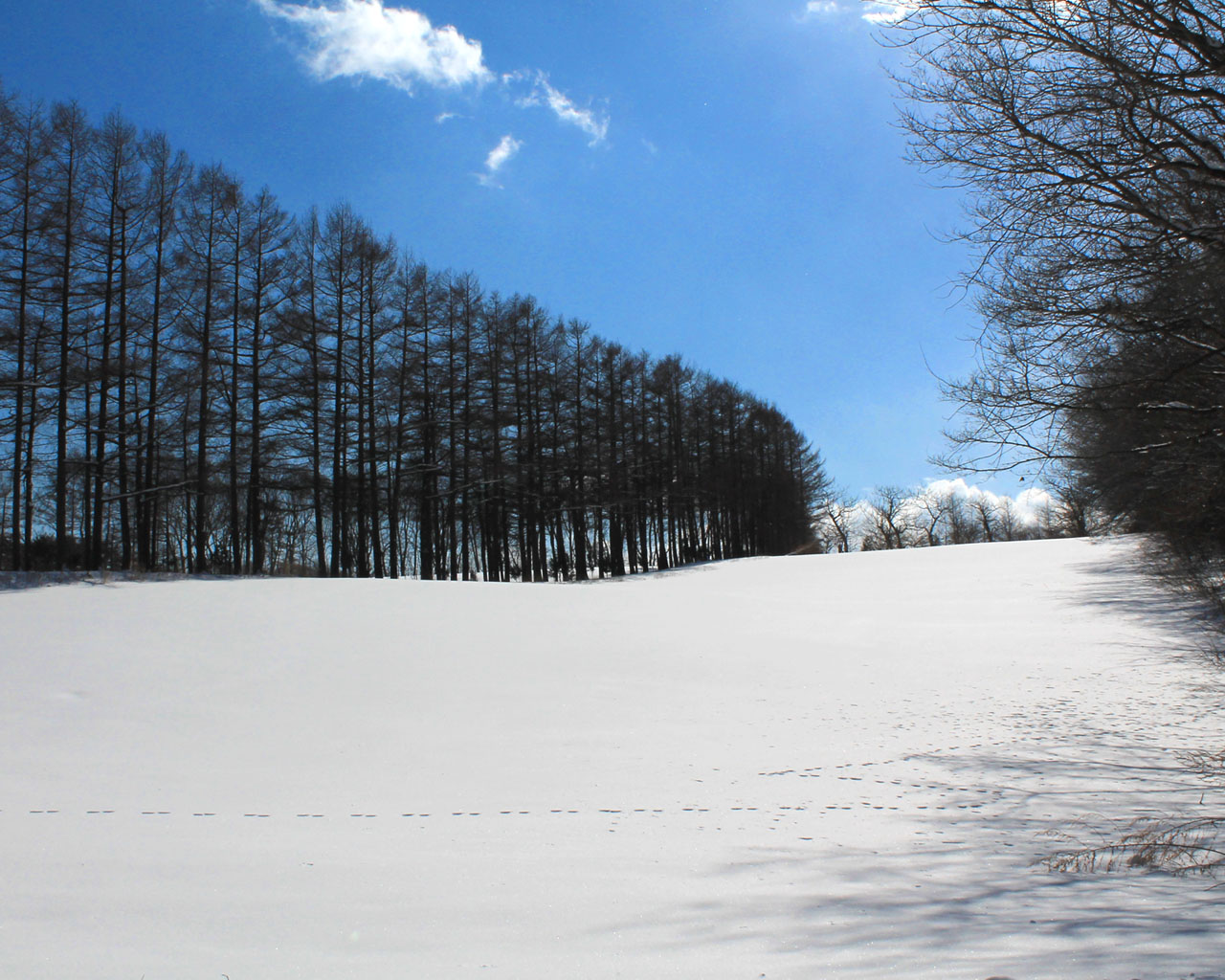 山の静寂（岩手県野田村）